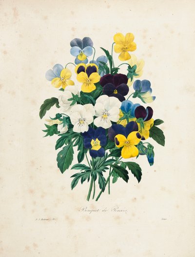 Bouquet of Pansies, engraved by Victor, from 